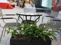 The Cup Cafe - Vincom Dĩ An